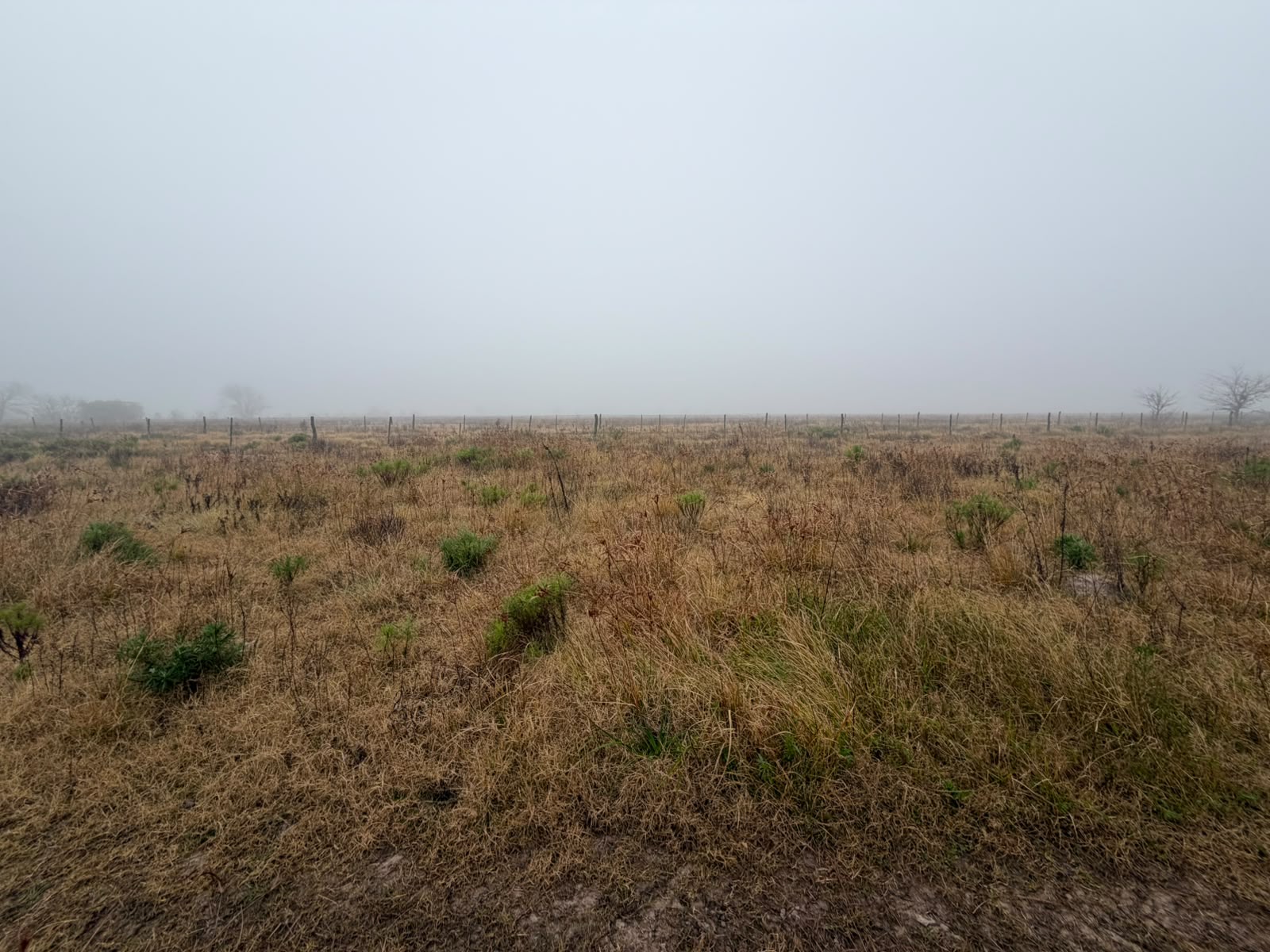 Campo Ganadero de 110 has — sa pereira — Venta, foto 6 de 6