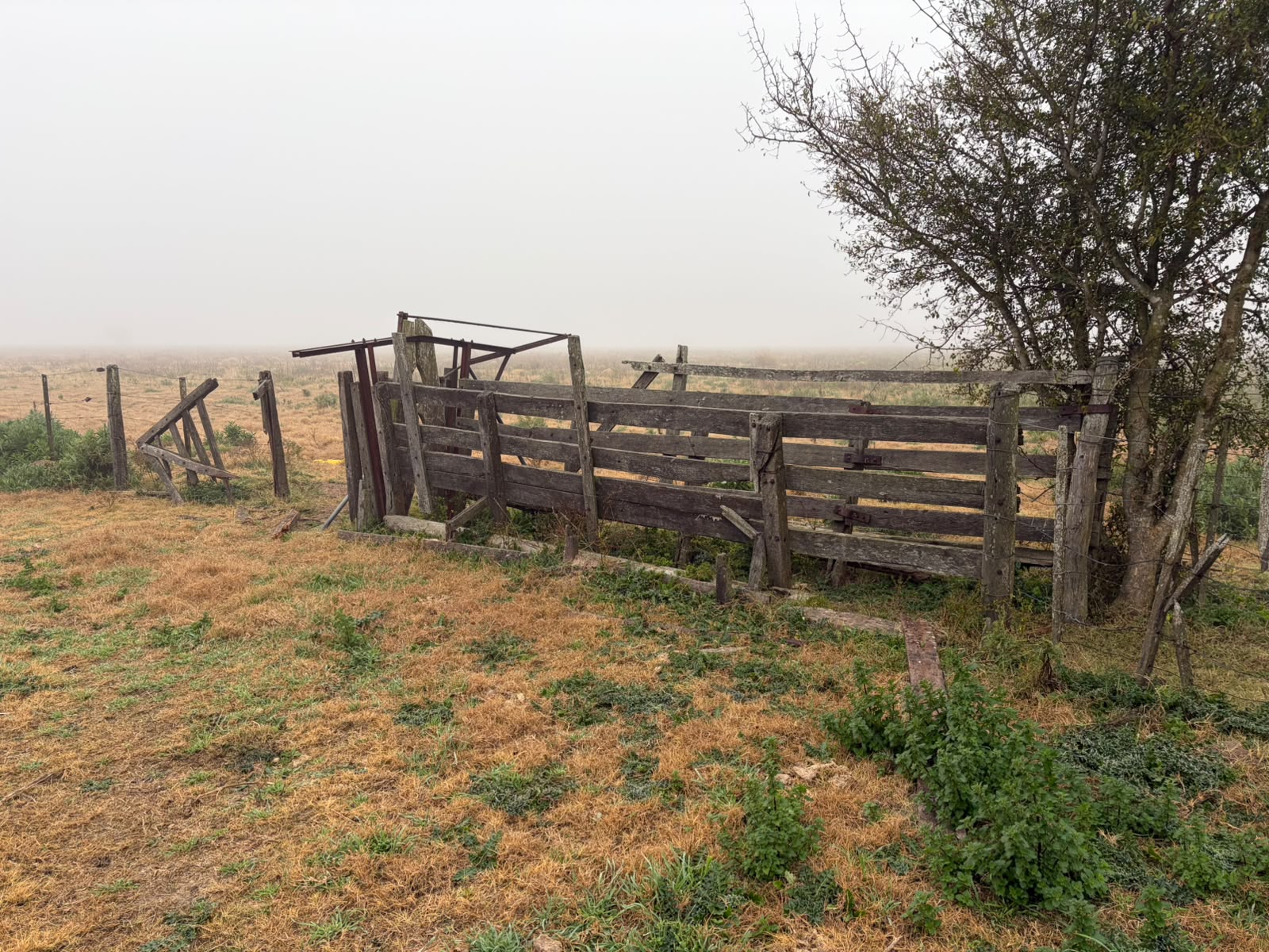 Campo Ganadero de 110 has — sa pereira — Venta, foto 4 de 6