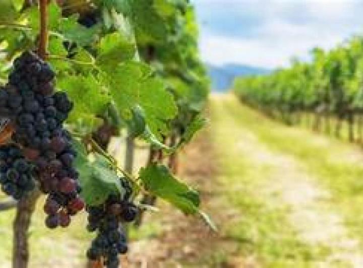 Bodega y Viñedo en Mendoza — Mendoza Capital — Venta, foto 5 de 6