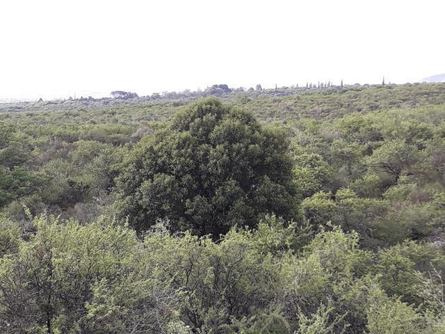 Lote en Achiras Arriba — Campo de 10 Hectáreas en Venta en Achiras Arriba, San Javier, Escritura !!, Traslasierra — Venta, foto 3 de 8