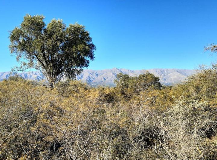 Lote en Yacanto — En Venta Terrenos de Media y 1 Hectarea en Yacanto, Traslasierra!! — Venta, foto 3 de 8