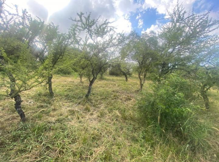 Lote en Tierra Alta — Lote 118 - Macrolote 7 - Barrancas del Sol Tierra Alta — Venta, foto 4 de 8
