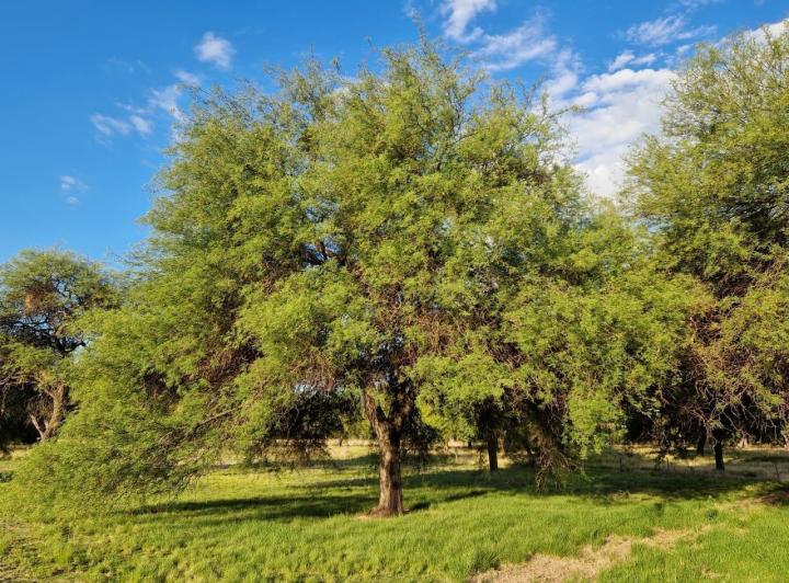 Campo en Villa de Las Rosas — Villa de Las Rosas 11,6 Hectareas de Monte Nativo - con Escritura / Servicios. Traslasierra!! — Venta, foto 8 de 8
