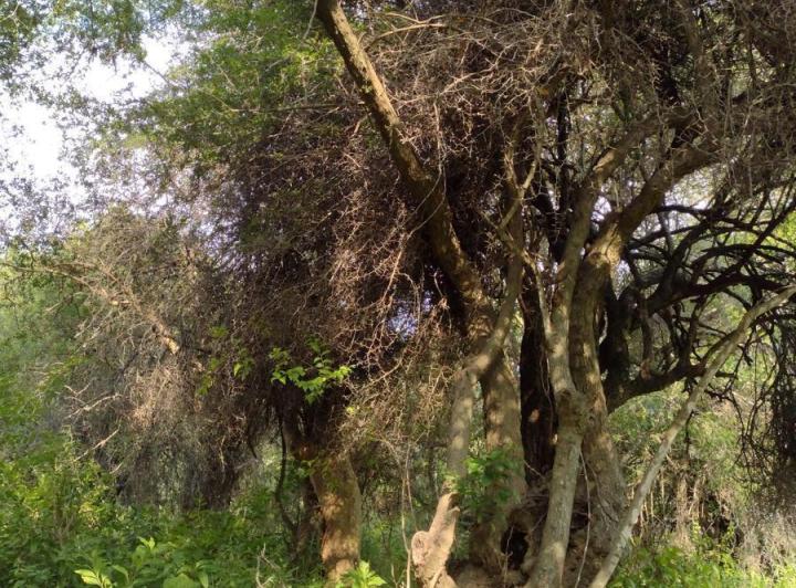 Campo en Tulumba — Tulumba, Sobre Camino Real. — Venta, foto 3 de 8