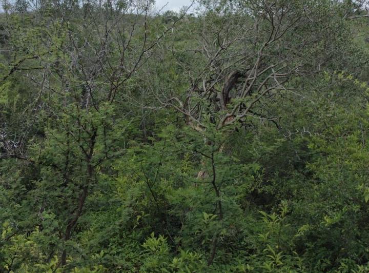 Campo en Tulumba — Tulumba, Sobre Camino Real. — Venta, foto 5 de 8