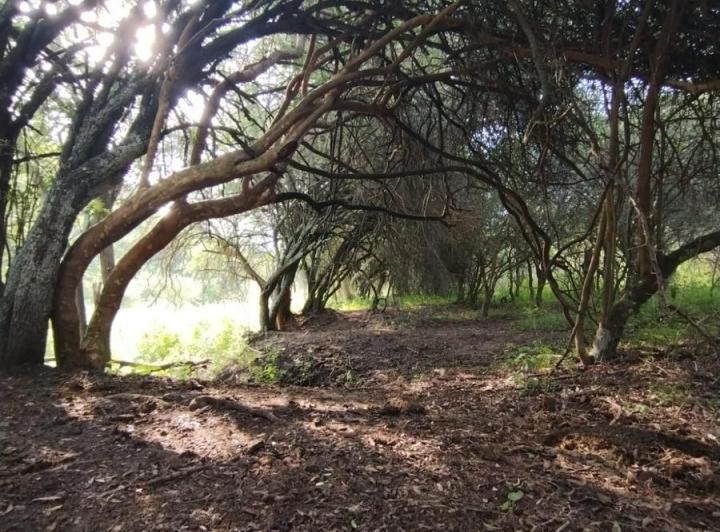 Campo en Tulumba — Tulumba, Sobre Camino Real. — Venta, foto 7 de 8