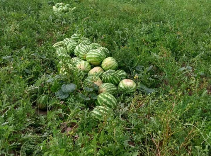 Campo 4 ambientes en Cruz del Eje — Calle Publica — Venta, foto 2 de 8
