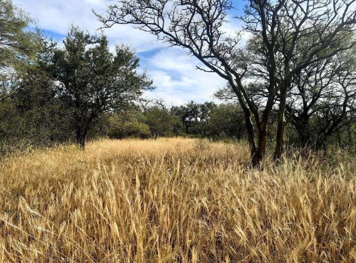 Lote en Las Tapias — 3 Hectareas en Venta en Las Tapias, Escritura. Traslasierra!!! — Venta, foto 4 de 8