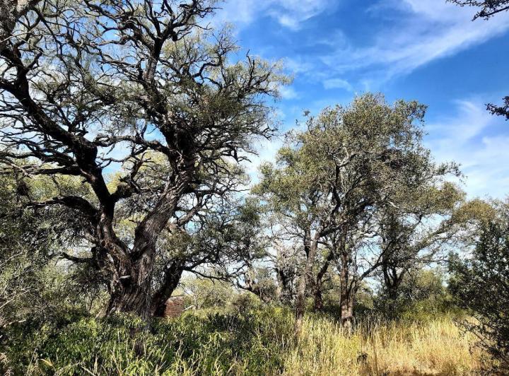 Lote en Las Tapias — 3 Hectareas en Venta en Las Tapias, Escritura. Traslasierra!!! — Venta, foto 7 de 8