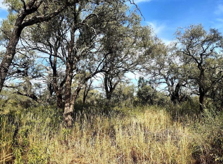 Lote en Las Tapias — 3 Hectareas en Venta en Las Tapias, Escritura. Traslasierra!!! — Venta, foto 8 de 8