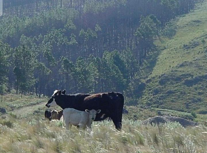 Lote en Peñón del Águila, La Cumbrecita — Los Reartes — Venta, foto 5 de 8