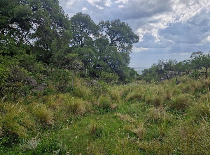 Lote en San Javier — san Javiersan Javier Arriba — Venta, foto 3 de 8