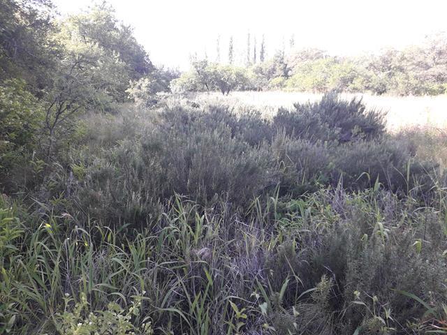 Lote en Villa de Las Rosas — Venta de Casi 1 Hectárea en V. de Las Rosas Traslasierra!! — Venta, foto 6 de 8