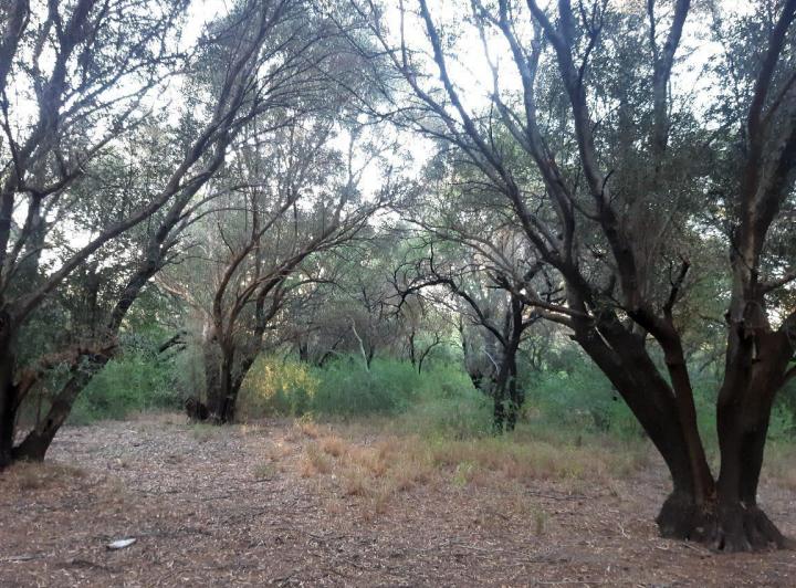 Campo en Venta en San Javier — 76 Hectareas en Venta en el Corazon de Conlara, Traslasierras!! — Venta, foto 1 de 8