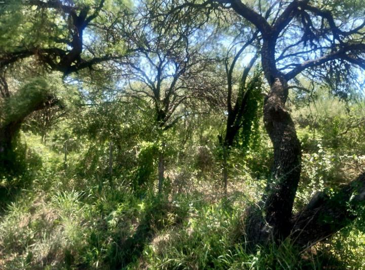 Campo en Venta en San Javier — 76 Hectareas en Venta en el Corazon de Conlara, Traslasierras!! — Venta, foto 3 de 8