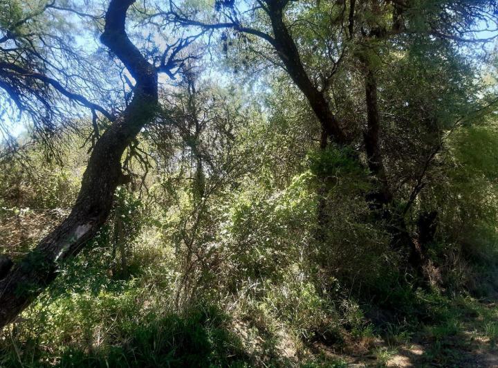 Campo en Venta en San Javier — 76 Hectareas en Venta en el Corazon de Conlara, Traslasierras!! — Venta, foto 4 de 8