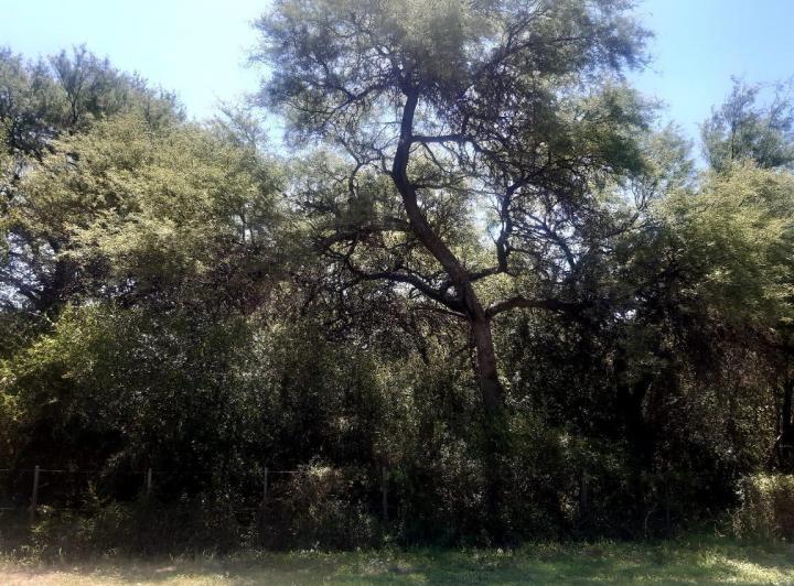 Campo en Venta en San Javier — 76 Hectareas en Venta en el Corazon de Conlara, Traslasierras!! — Venta, foto 5 de 8