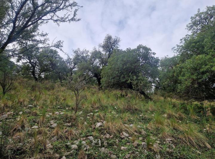 Lote en Los Hornillos — Terreno Muy Bonito de 5.200 m2 en Los Hornillos, Traslasierra!! — Venta, foto 4 de 8