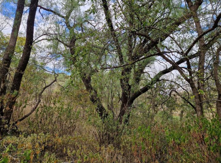 Campo en Loma Bola — Campo de 8 Hectareas en Venta en Loma Bola, Traslasierra!! — Venta, foto 5 de 8