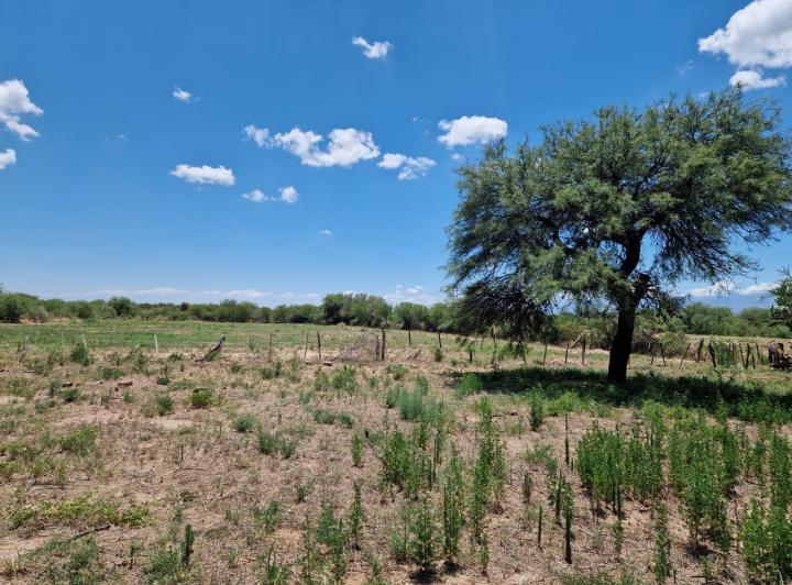 Campo en Venta en Ruta 148, La Paz, Traslasierra — Campo de 35,5 Hectareas en Venta en Ruta 148 La Paz, Traslasierra!!! — Venta, foto 5 de 8