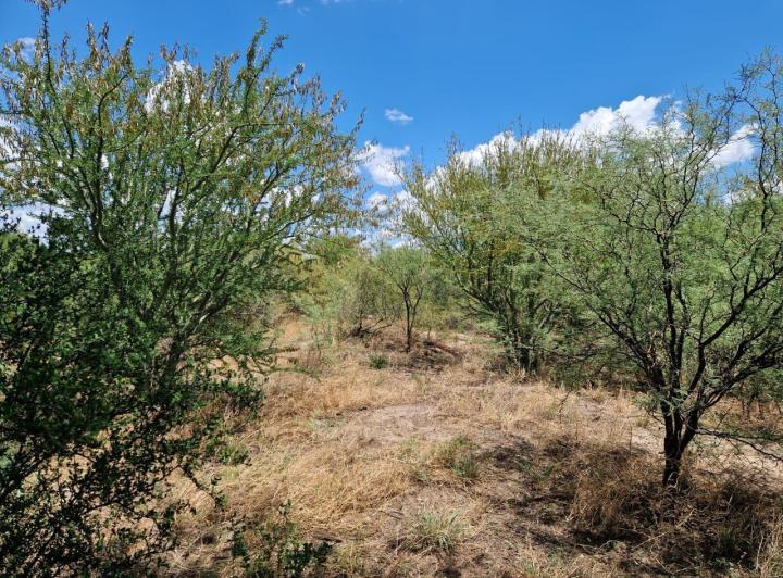 Campo en Venta en Ruta 148, La Paz, Traslasierra — Campo de 35,5 Hectareas en Venta en Ruta 148 La Paz, Traslasierra!!! — Venta, foto 6 de 8