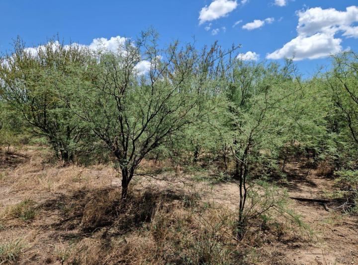 Campo en Venta en Ruta 148, La Paz, Traslasierra — Campo de 35,5 Hectareas en Venta en Ruta 148 La Paz, Traslasierra!!! — Venta, foto 7 de 8
