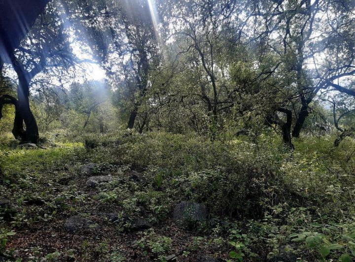 Lote en La Travesia — Impecables 5 Hectareas en Venta en La Travesia, Traslasierras!! — Venta, foto 8 de 8