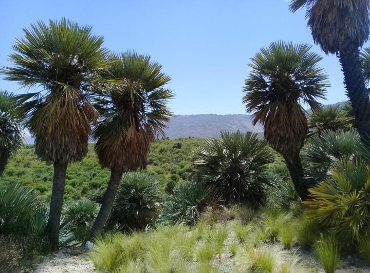 Lote en Papagayos — Papagayos. Dpto. Chacabuco. Provincia de San Luis — Venta, foto 1 de 8