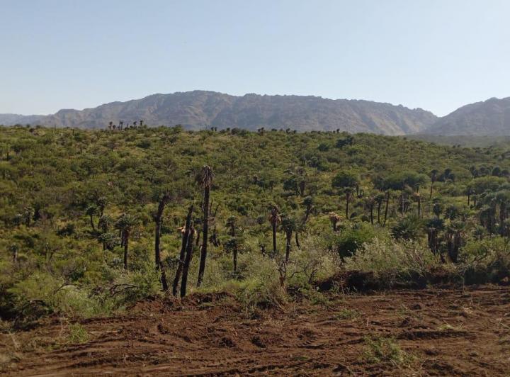 Lote en Papagayos — Papagayos. Dpto. Chacabuco. Provincia de San Luis — Venta, foto 2 de 8
