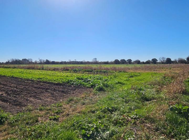 Lote en Colonia Caroya — Colonia Caroya, a 4 Cuadras del Supermercado "mami Dino¨. — Venta, foto 8 de 8