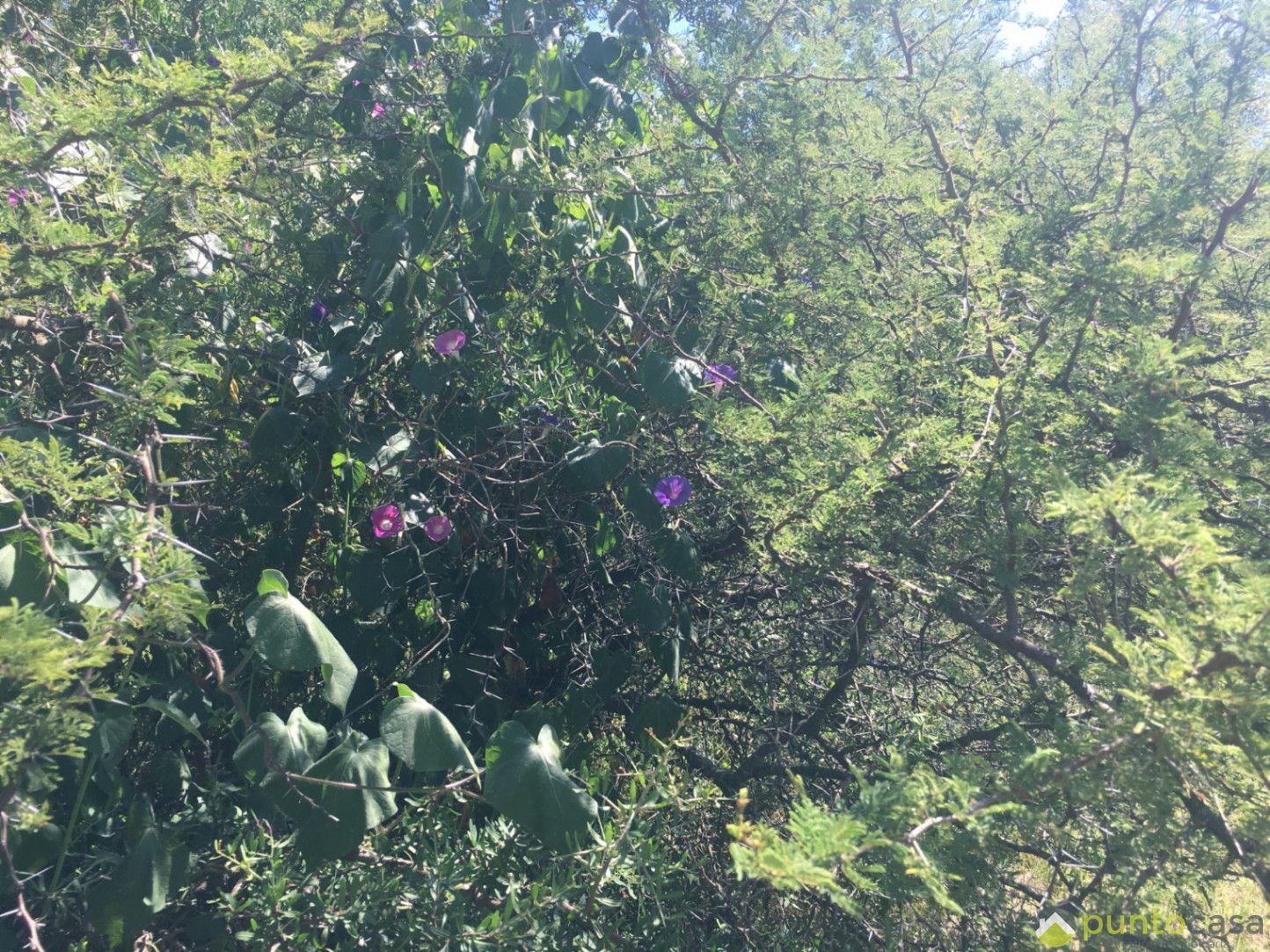 Terreno en Cabalango — Martin Fiero, Cabalango, Punilla, Córdoba — Venta, foto 7 de 8